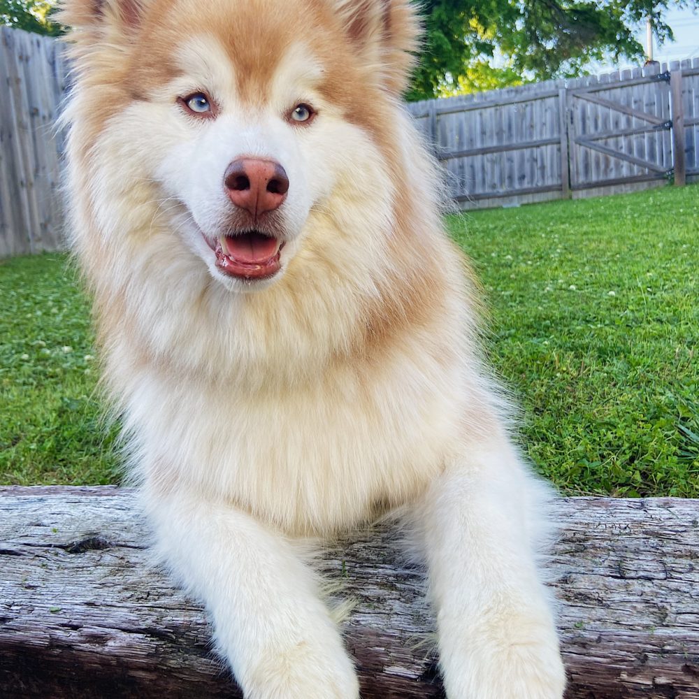 Kobi